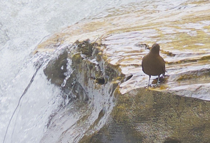 Brown Dipper - ML77298541