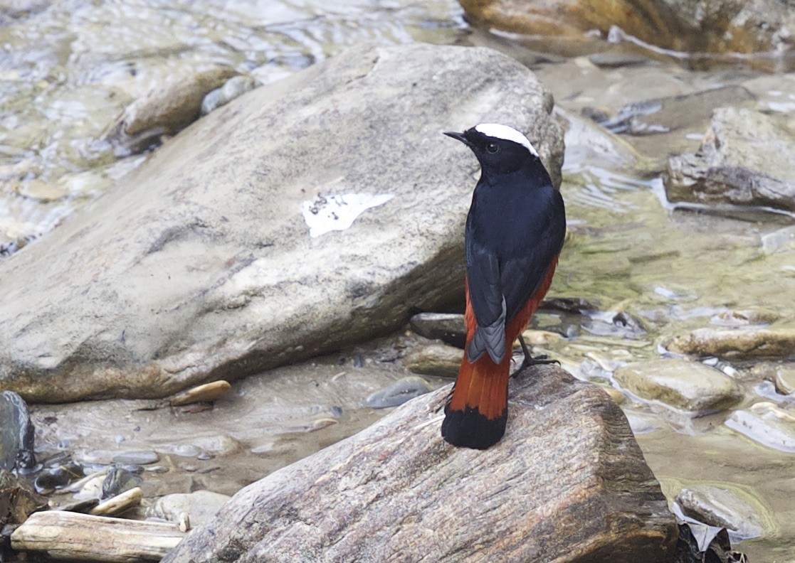 White-capped Redstart - ML77298561