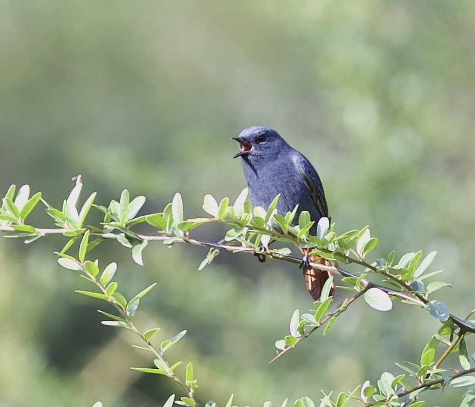 Plumbeous Redstart - ML77298571