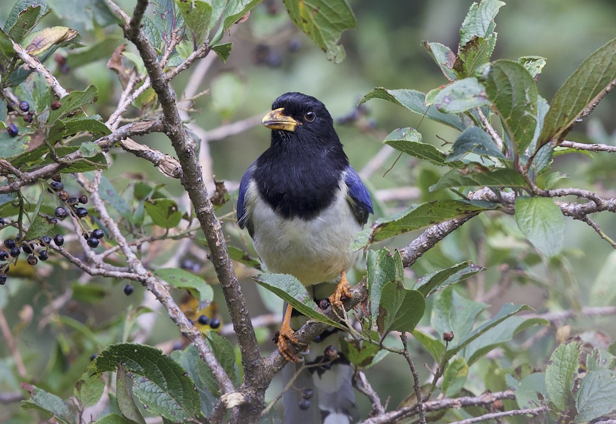 Yellow-billed Blue-Magpie - ML77298851