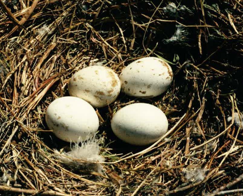 Rough-legged Hawk - Burke Korol