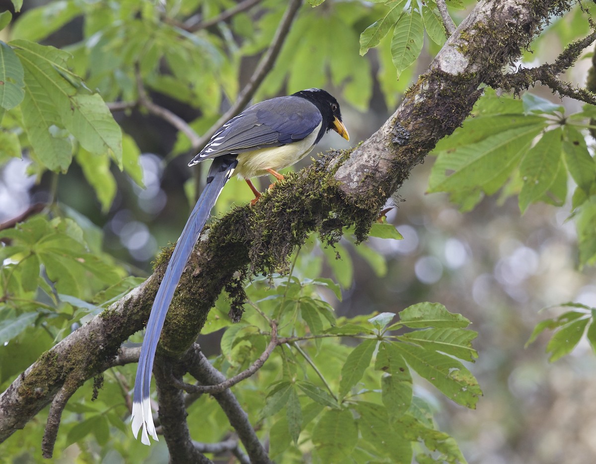 Yellow-billed Blue-Magpie - ML77298871