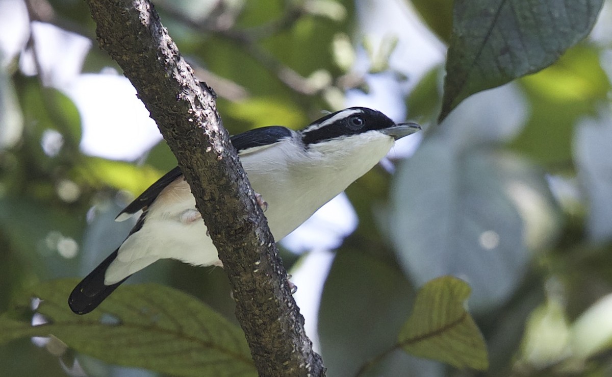 White-browed Shrike-Babbler (Himalajawürgervireo) - ML77298911