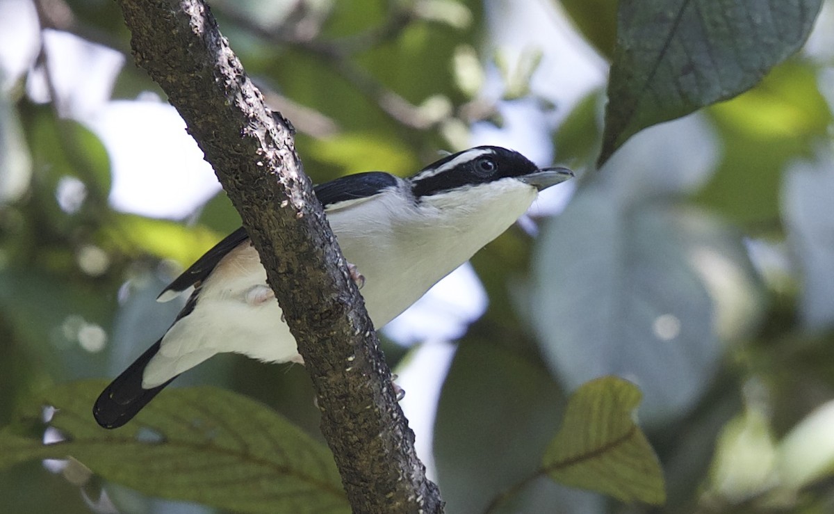 White-browed Shrike-Babbler (Himalayan) - ML77298911