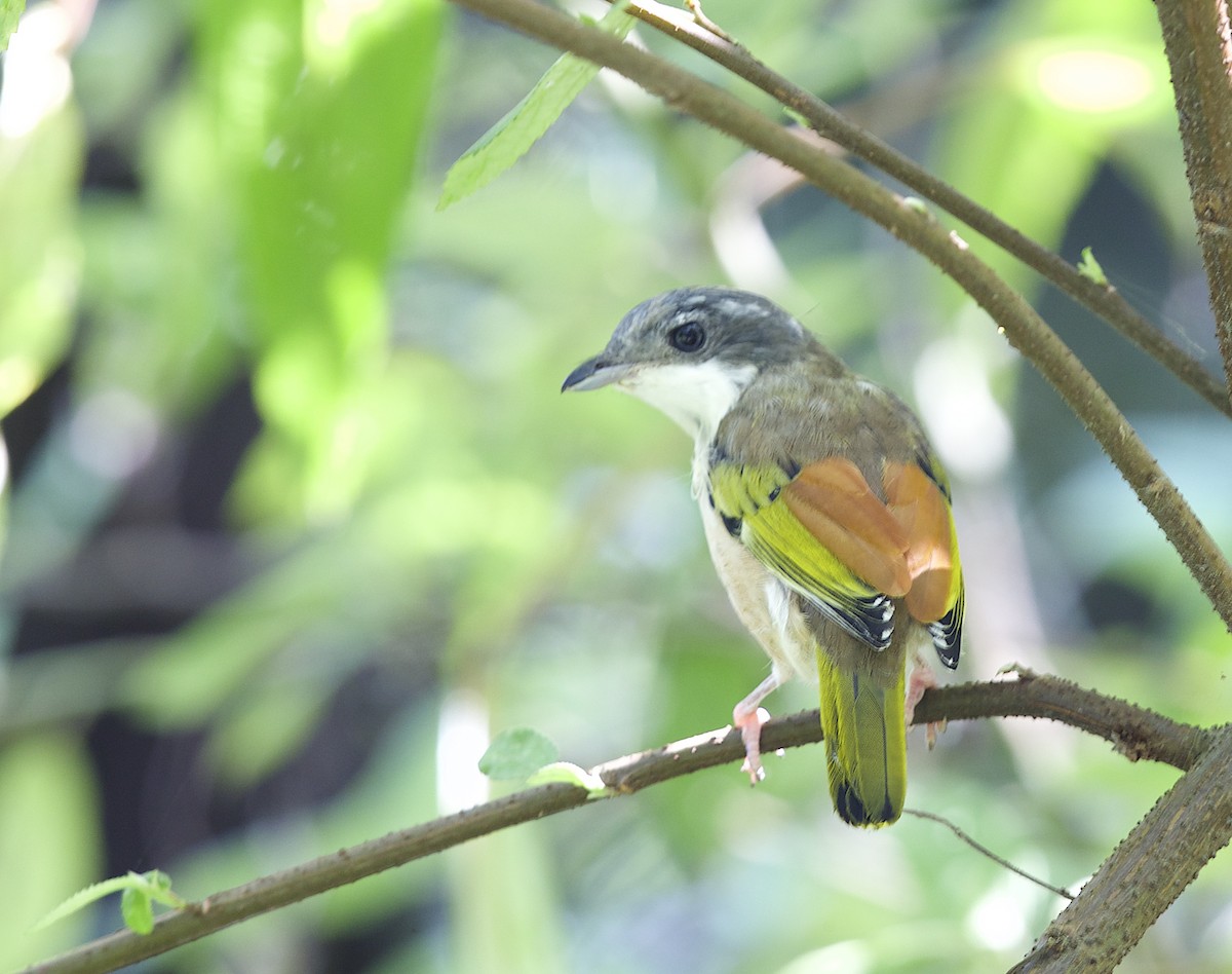 White-browed Shrike-Babbler (Himalayan) - ML77299011