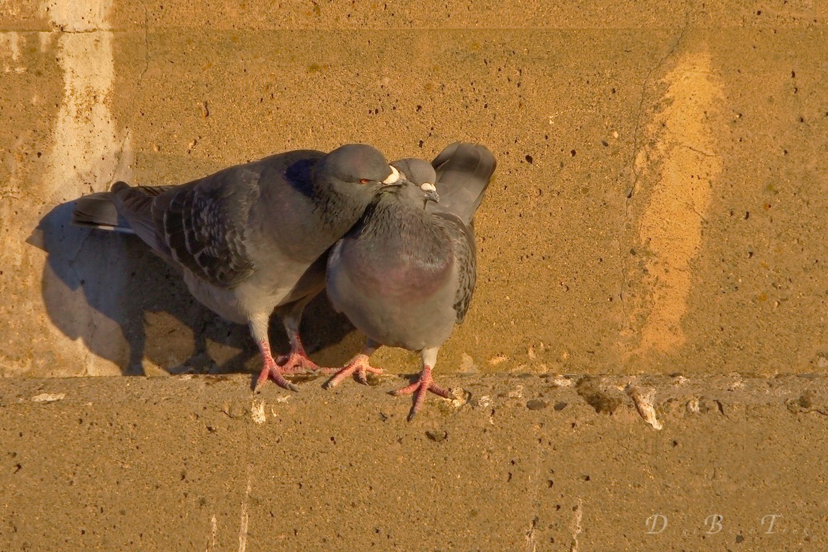 Rock Pigeon (Feral Pigeon) - DigiBirdTrek CA