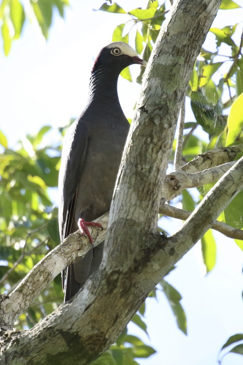 Pigeon à couronne blanche - ML77300471