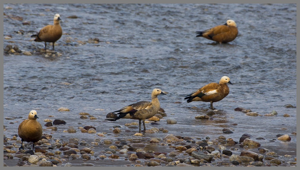 Ruddy Shelduck - ML77301421