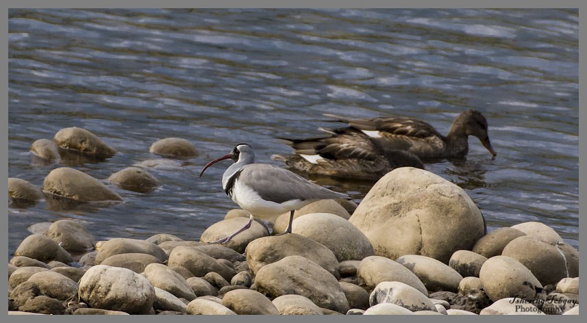 Bec-d'ibis tibétain - ML77301531