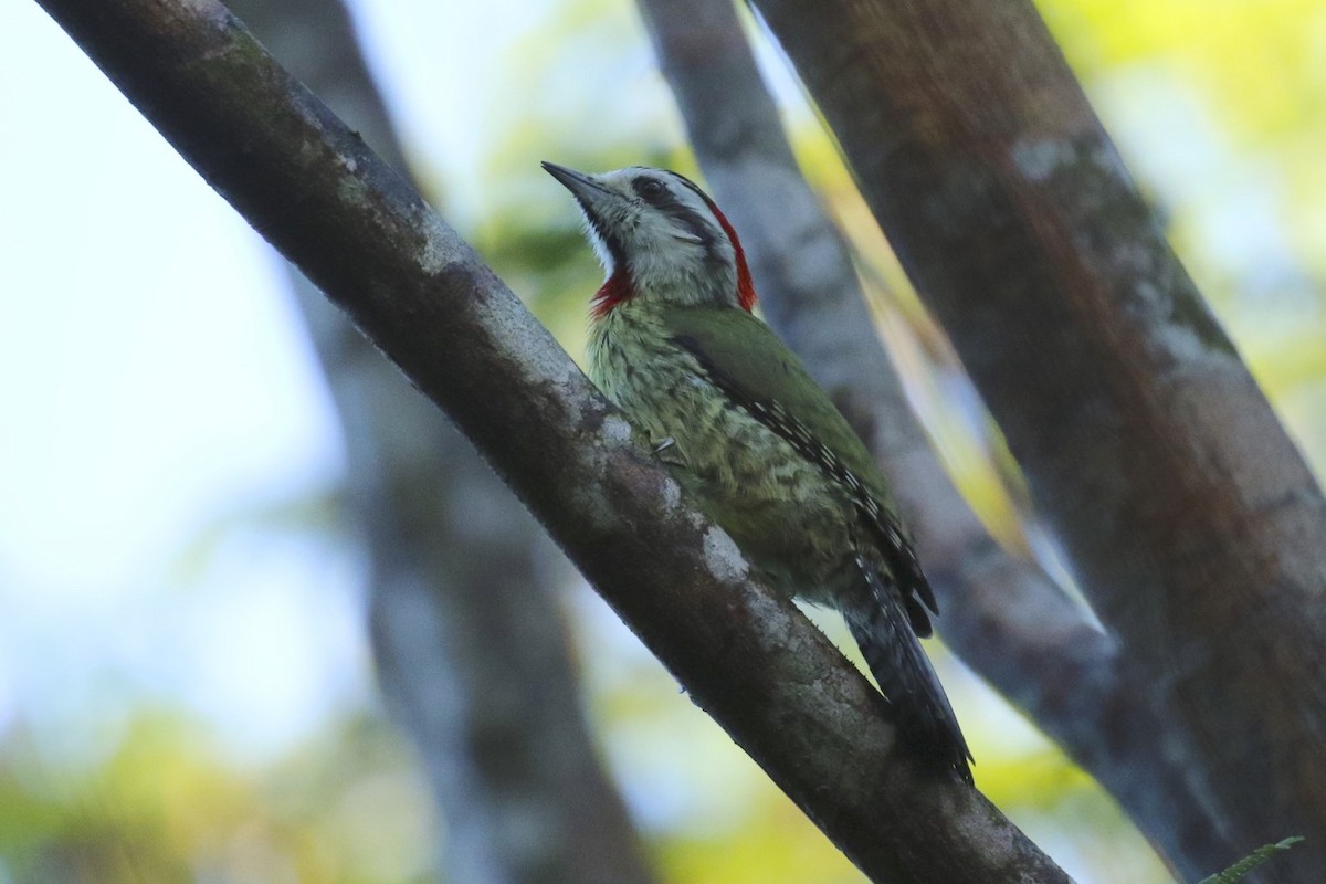 Cuban Green Woodpecker - Knut Hansen