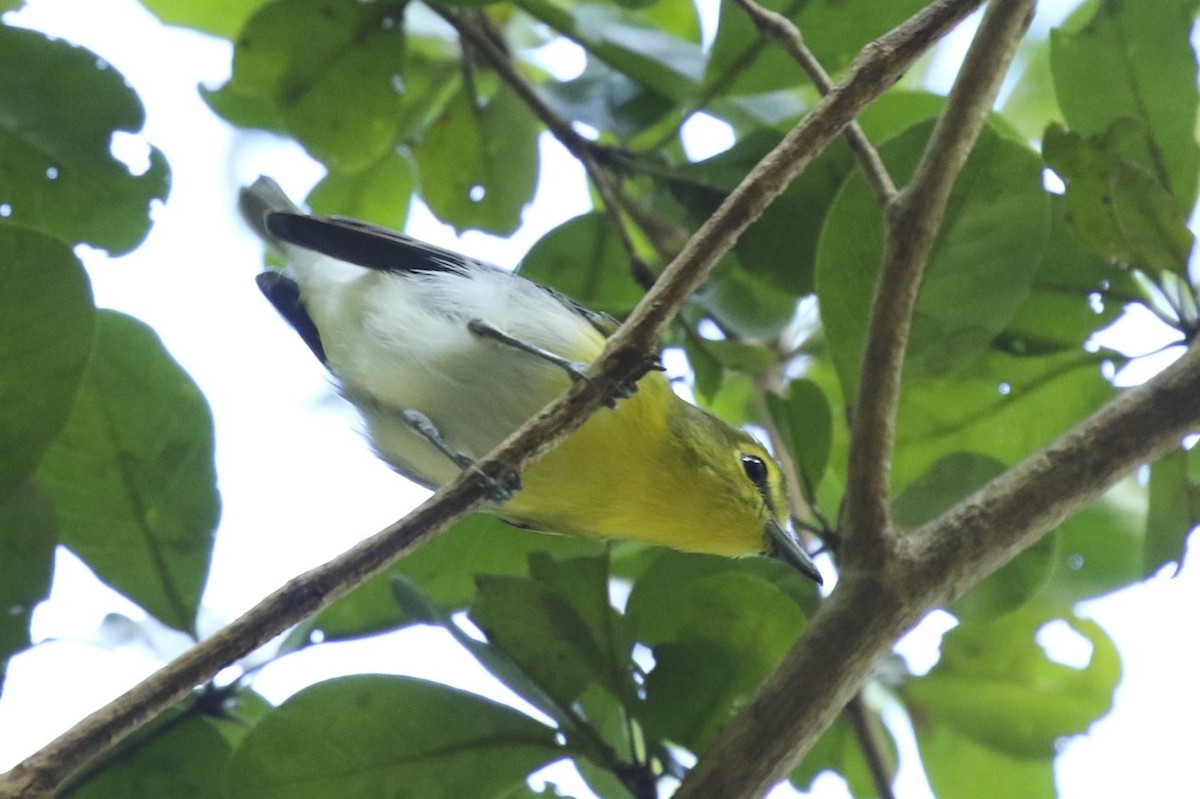 Vireo Gorjiamarillo - ML77301721