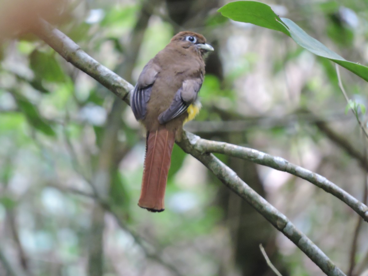 Atlantic Black-throated Trogon - ML77302121