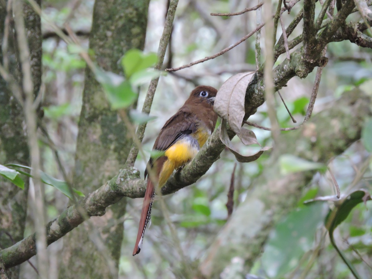 Atlantic Black-throated Trogon - ML77302201