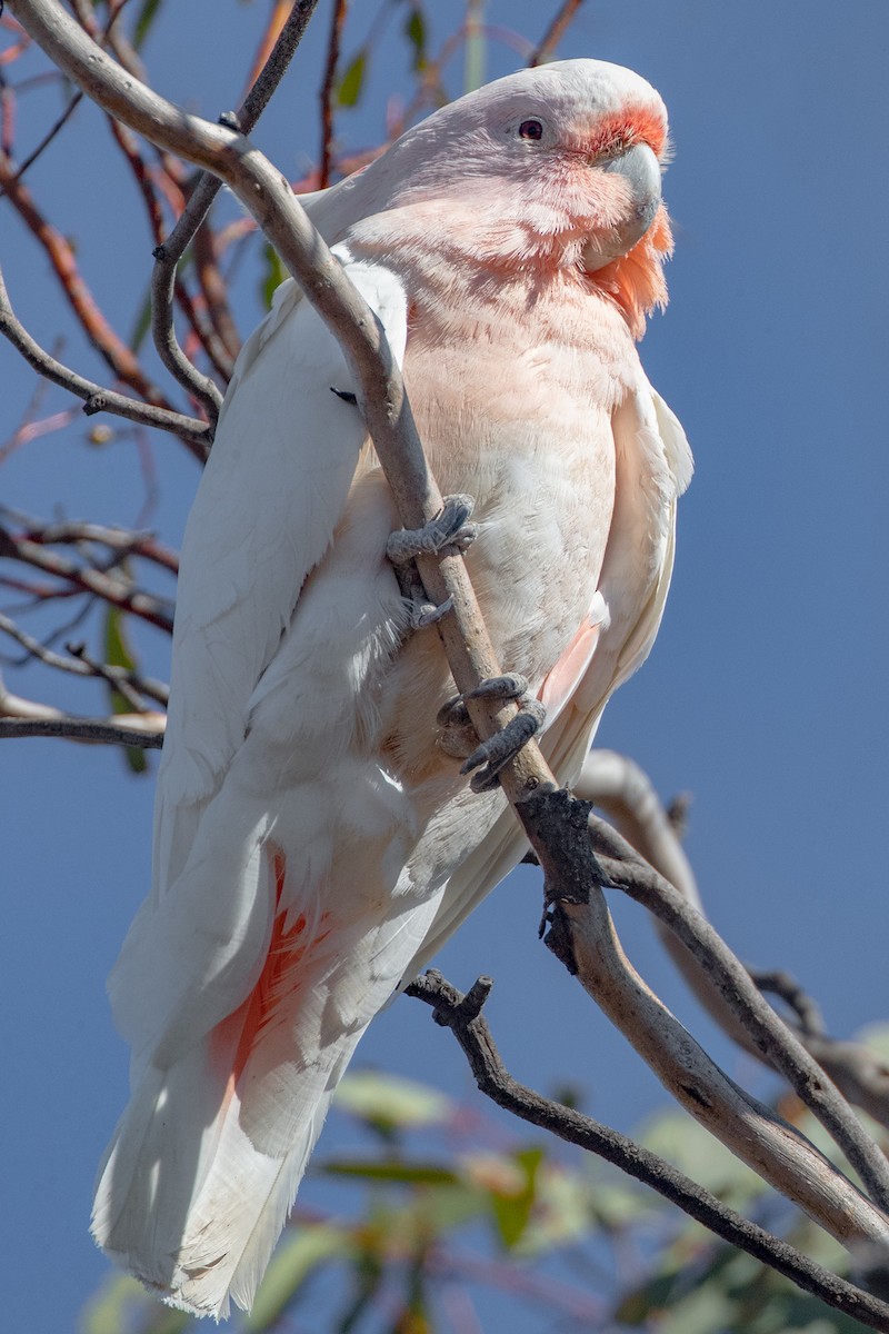 Pink Cockatoo - County Lister Brendan