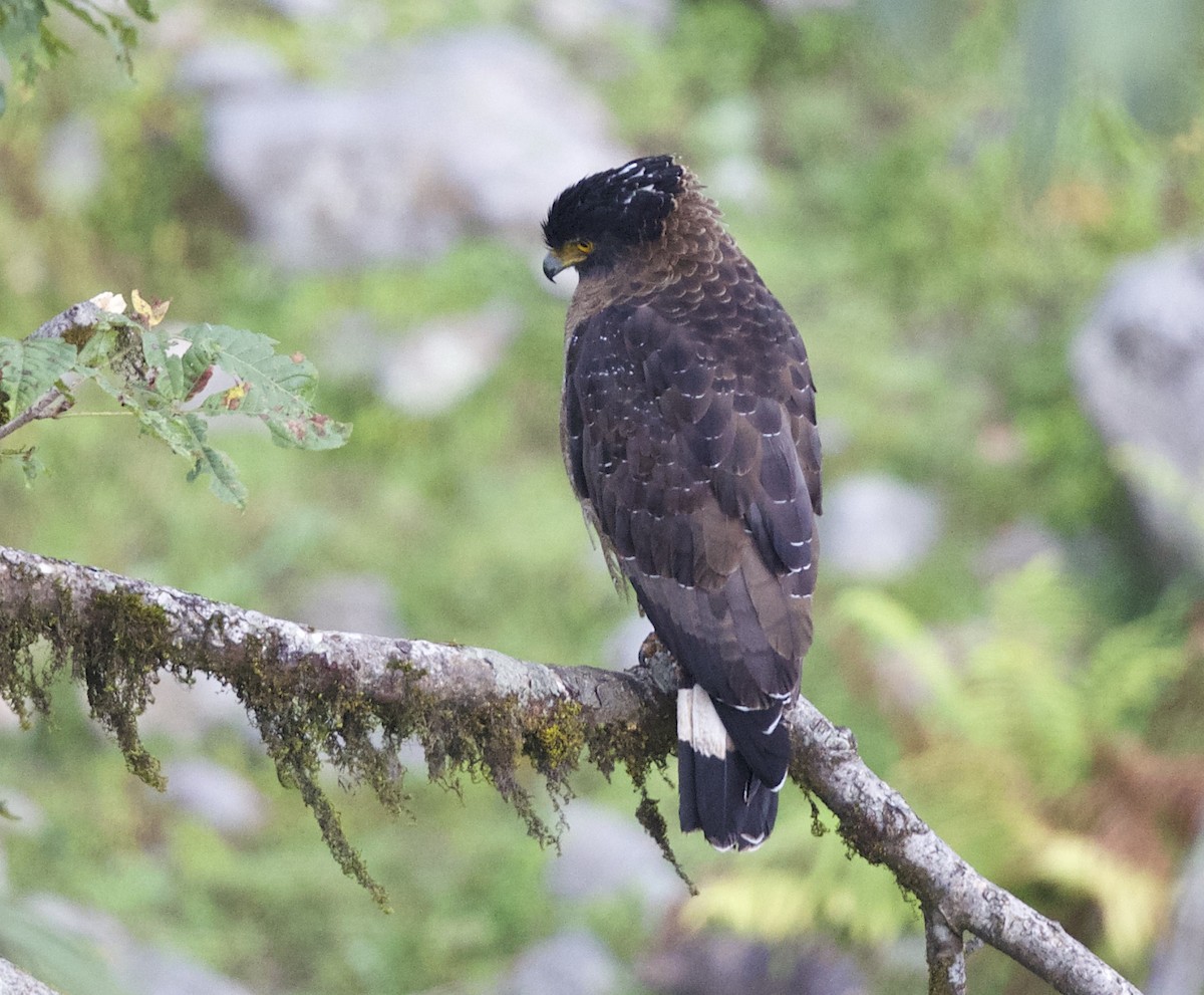 Crested Serpent-Eagle - ML77304511