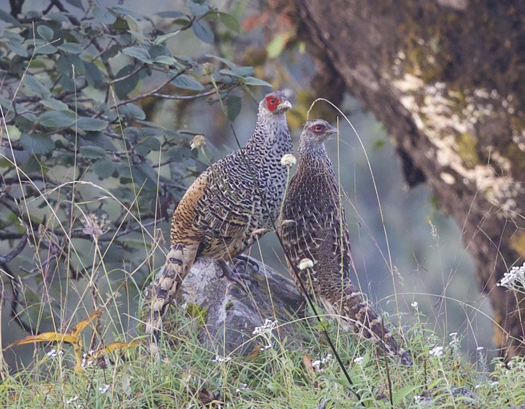 Cheer Pheasant - jaya samkutty