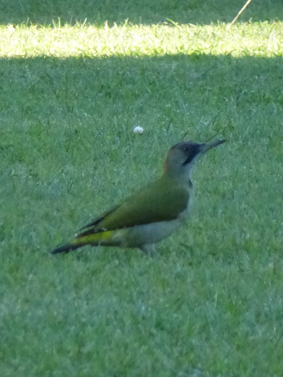 Iberian Green Woodpecker - ML77306131