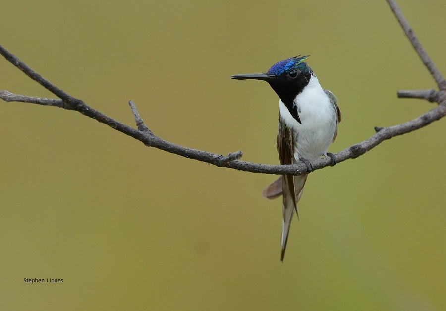 Colibrí Cornudito - ML77306651