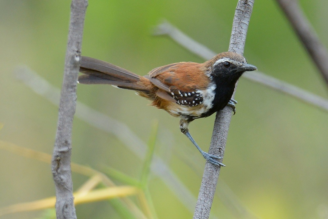 Rusty-backed Antwren - ML77306921