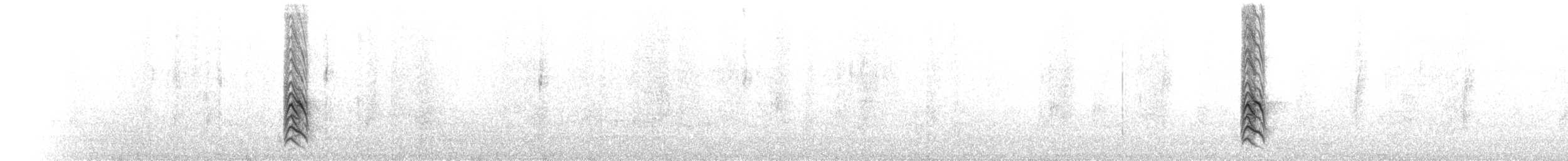Magellandrossel (falcklandii) - ML77307351