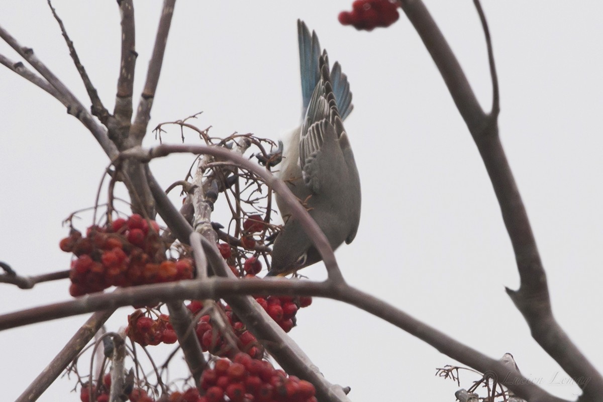 Mountain Bluebird - Lucien Lemay