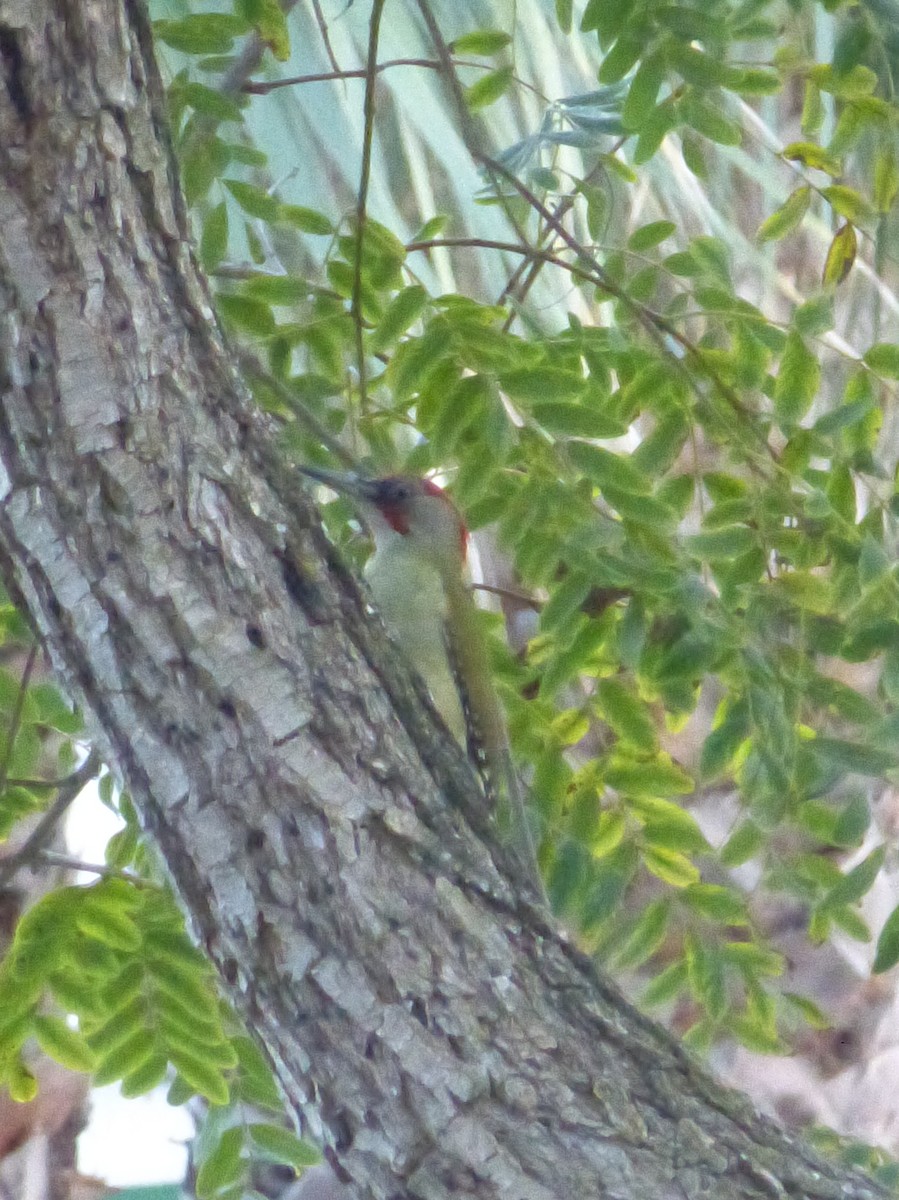 Iberian Green Woodpecker - ML77307421