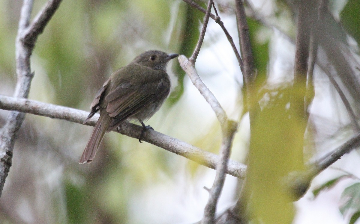 Pale-bellied Tyrant-Manakin - ML77307471