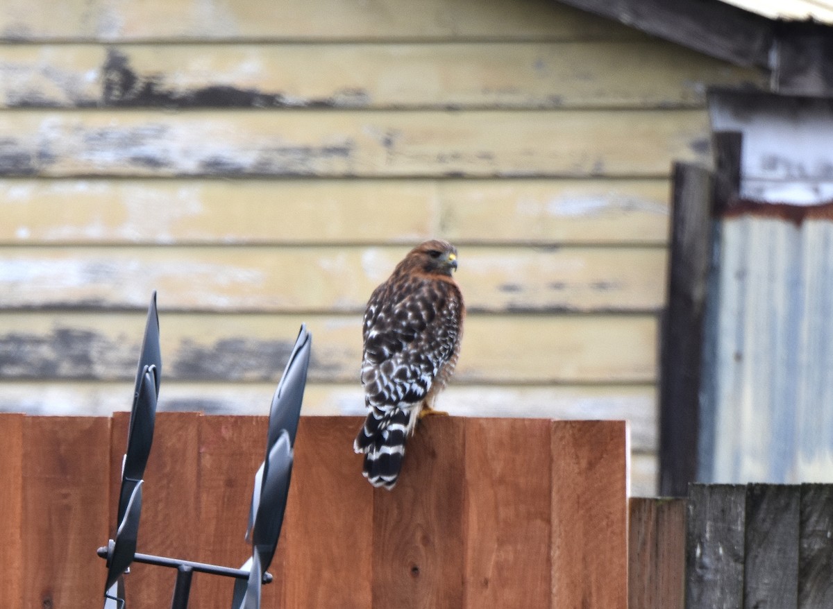 Red-shouldered Hawk - ML77308211