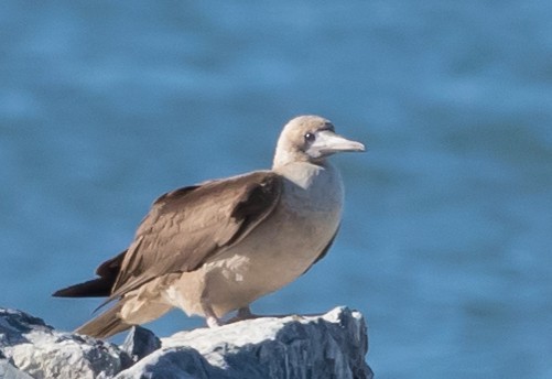 Red-footed Booby - Willie Hall