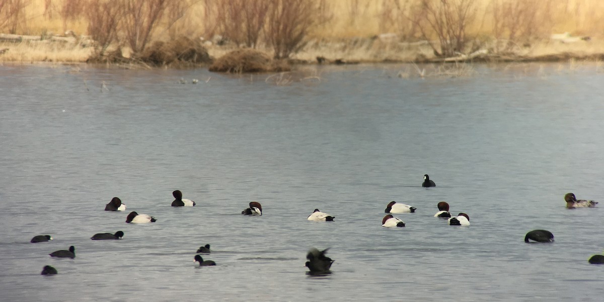 Canvasback - Tim Lenz