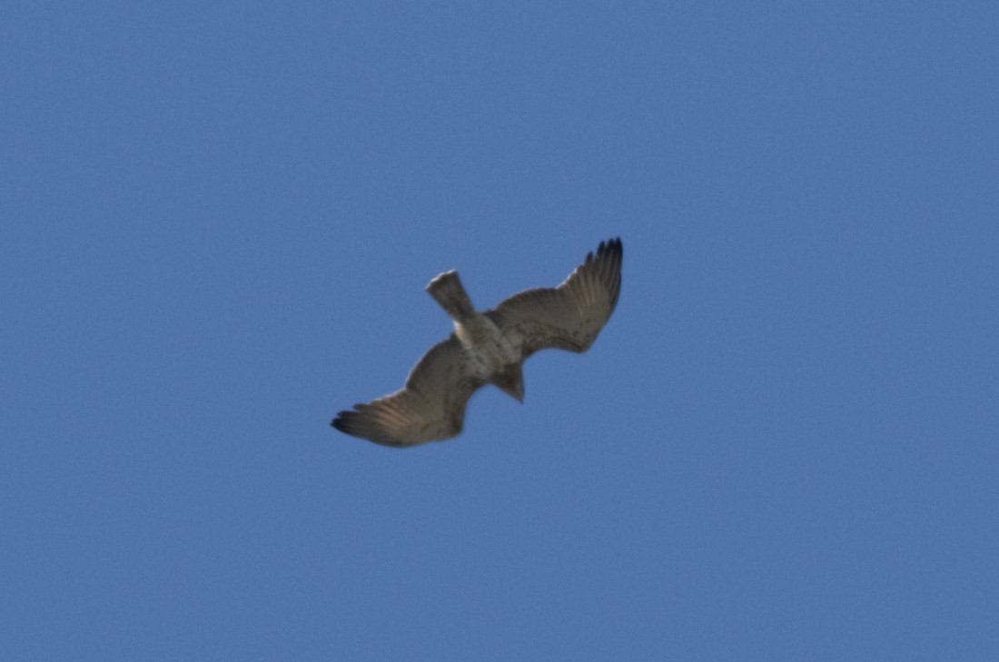 Short-toed Snake-Eagle - ML77310191