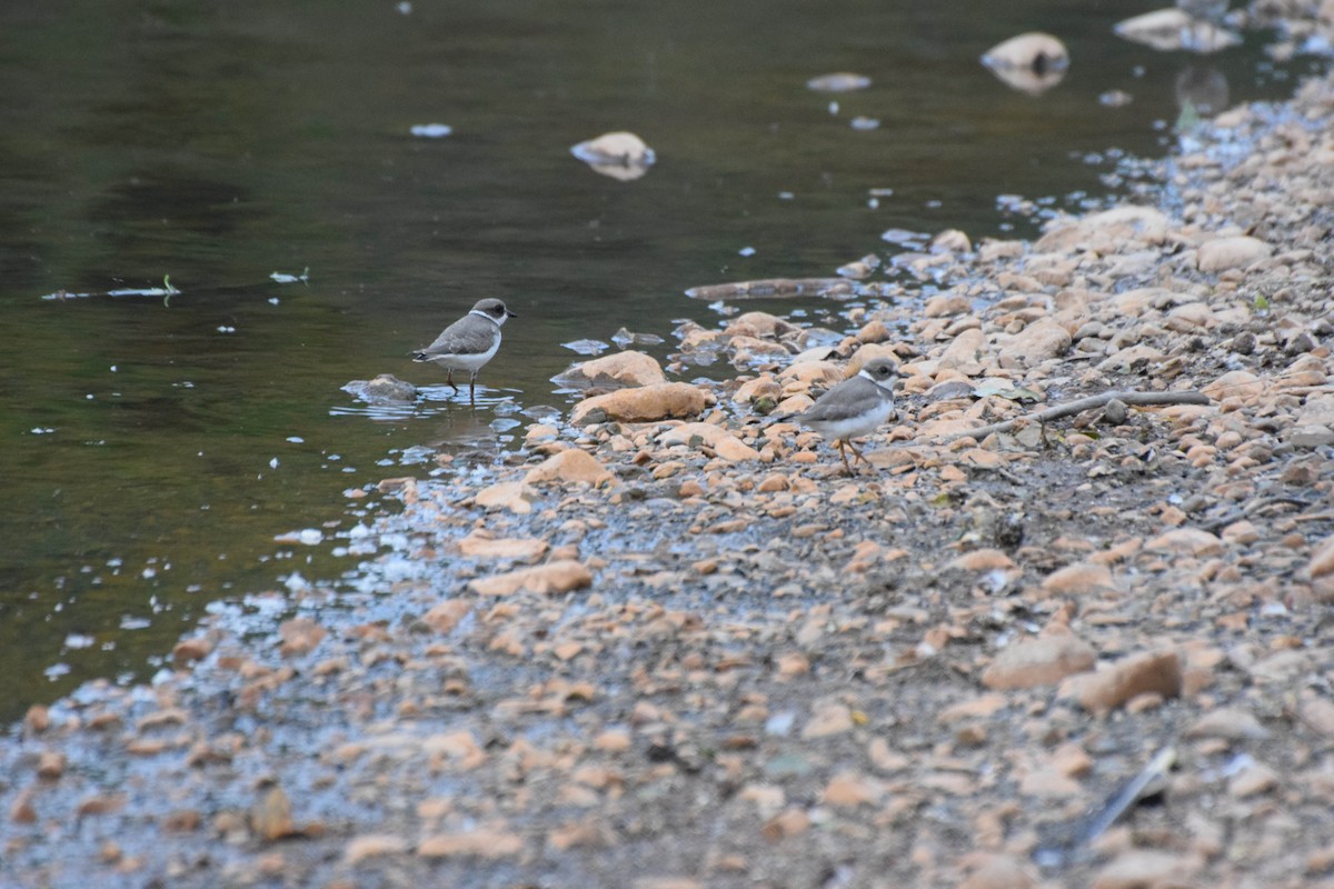 Semipalmated Plover - Danny Hernandez