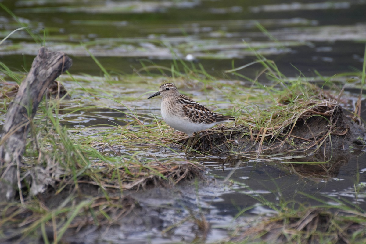 Least Sandpiper - Danny Hernandez