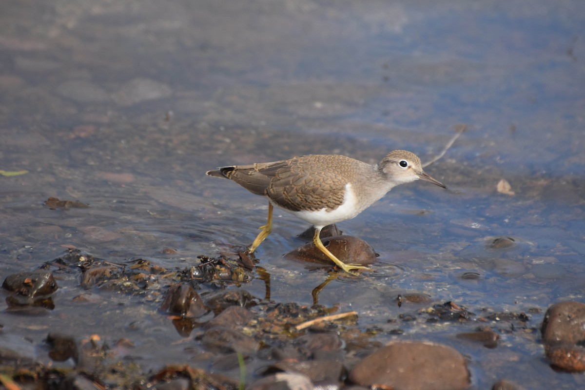 Spotted Sandpiper - ML77310701