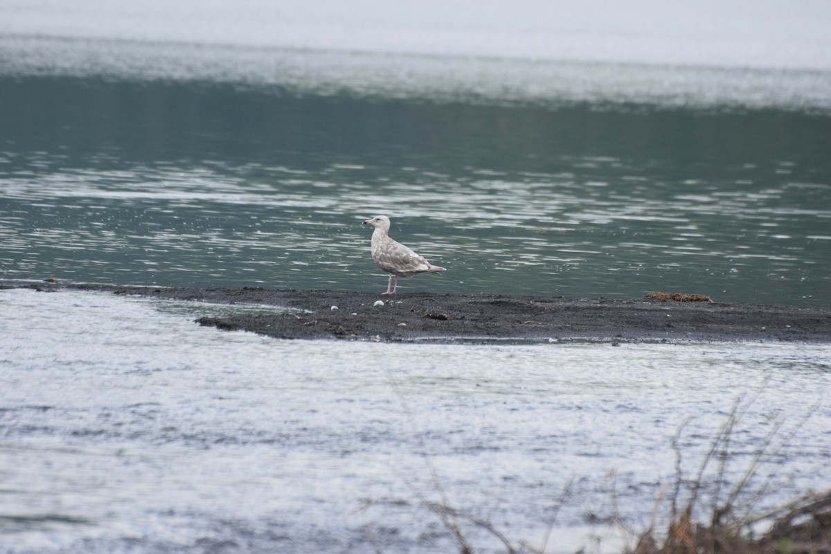 Glaucous-winged Gull - Danny Hernandez