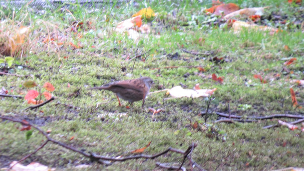 Dunnock - R Barbeau