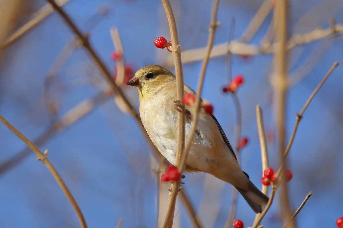 American Goldfinch - ML77313321