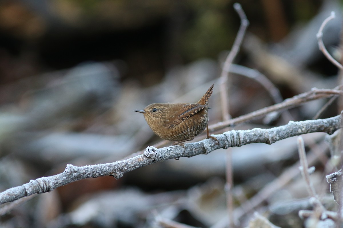 Pacific Wren - ML77314441