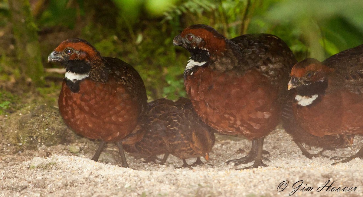 Rufous-fronted Wood-Quail - ML77315551