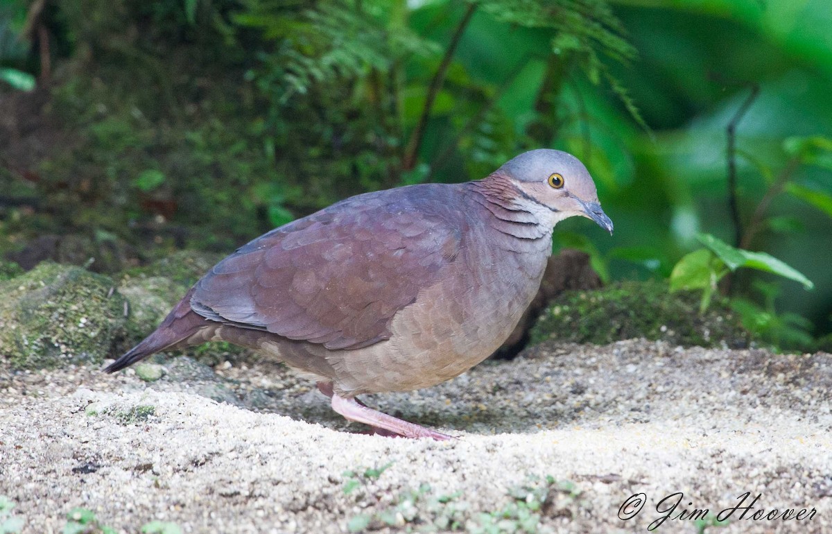 White-throated Quail-Dove - ML77315591