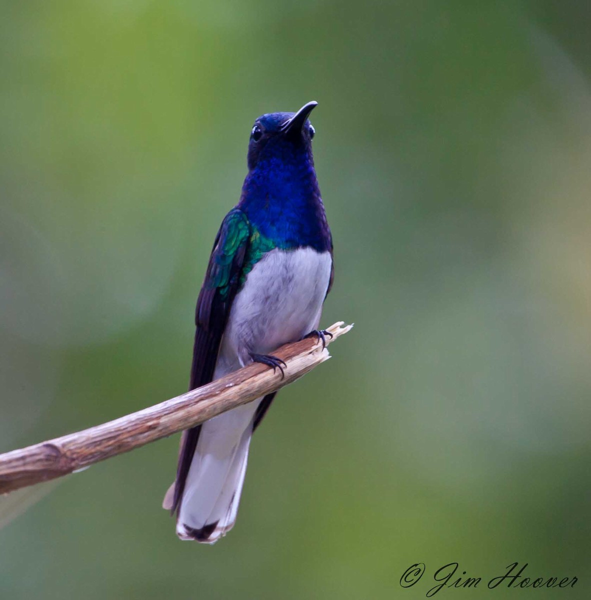 White-necked Jacobin - ML77315621