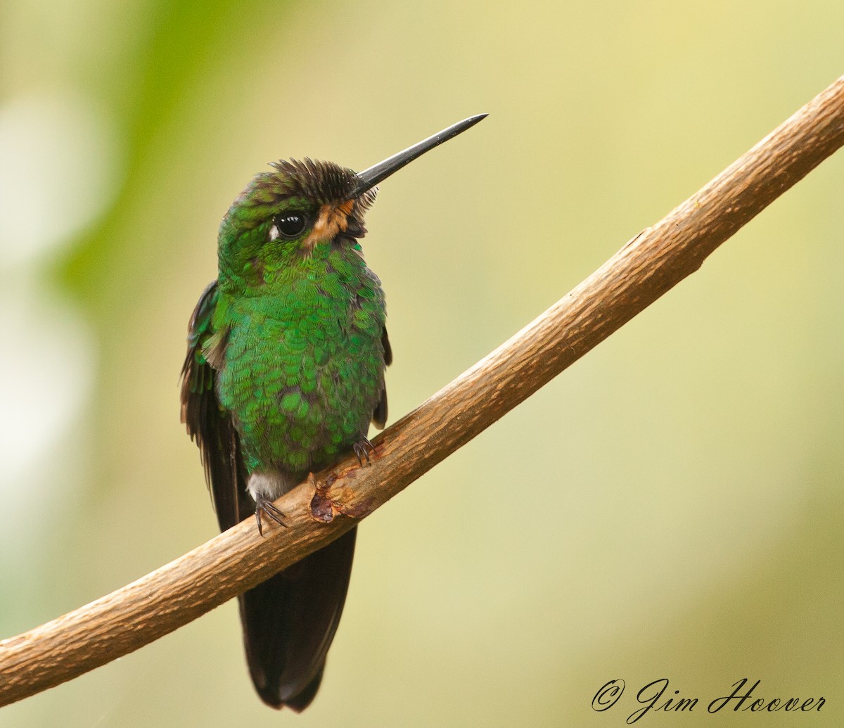 Brillante Coroniverde - ML77315771