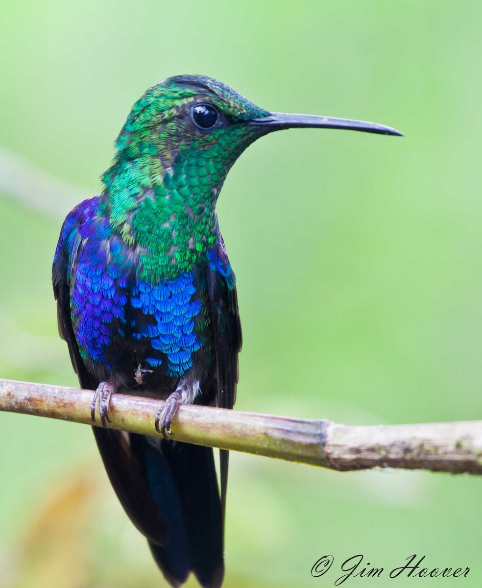 glansdryade (Green-crowned Woodnymph) - ML77315821