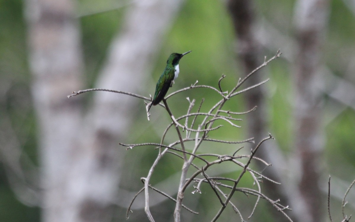 Black-eared Fairy - ML77315841