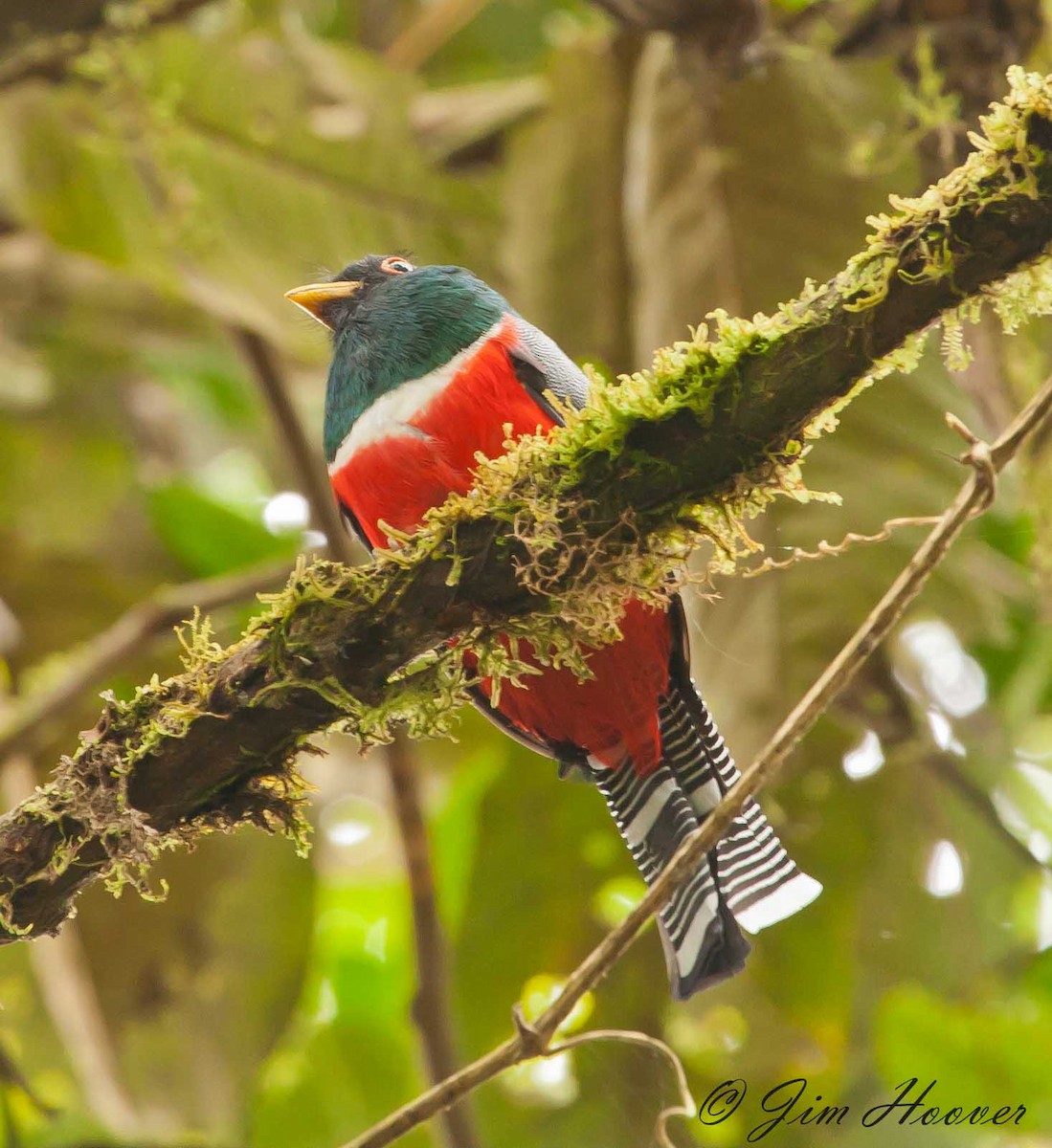 Collared Trogon - ML77315851