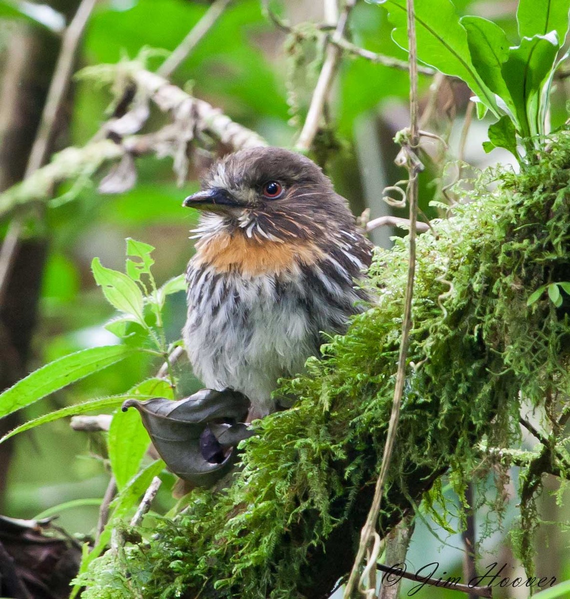 White-whiskered Puffbird - ML77315871