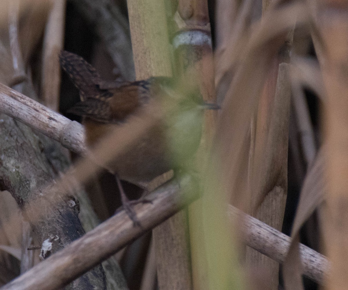 Marsh Wren - Jordan Broadhead