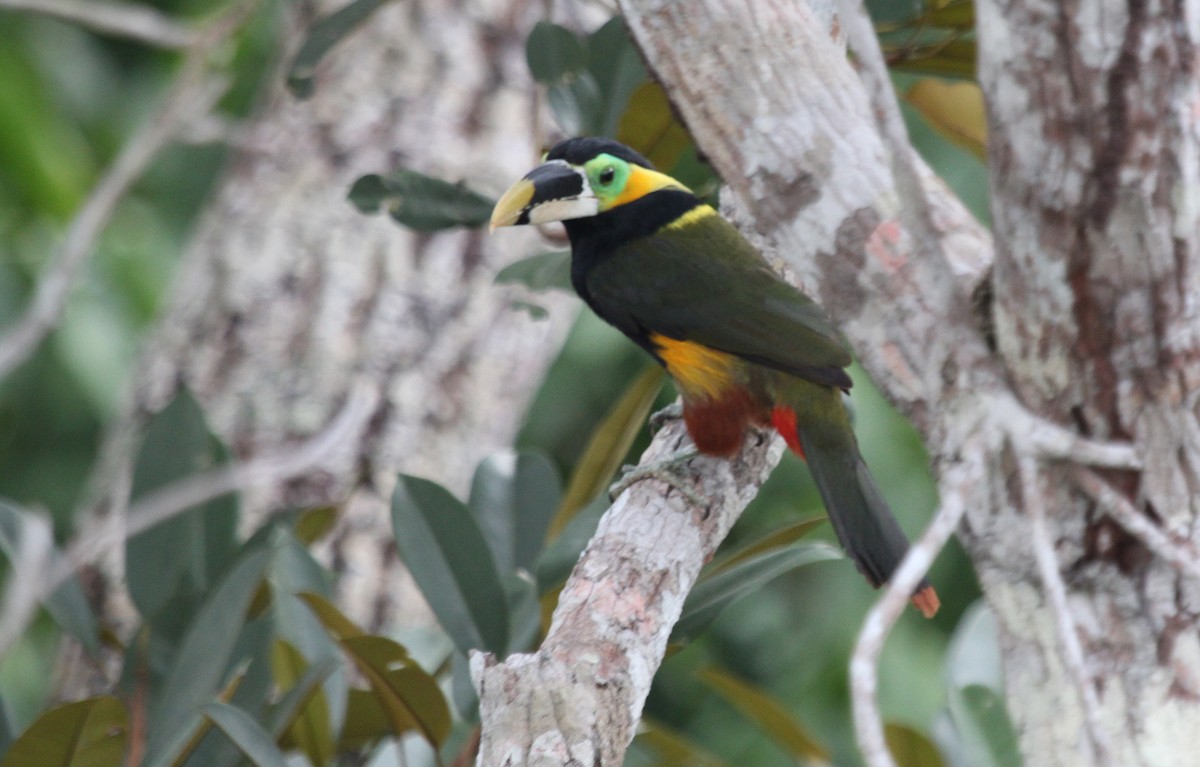 Toucanet de Gould - ML77316281