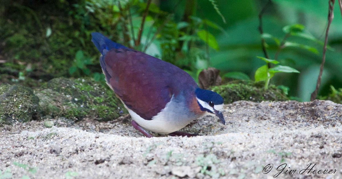 Purple Quail-Dove - ML77316781