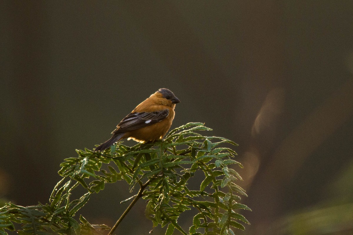 Tawny-bellied Seedeater - ML77318731
